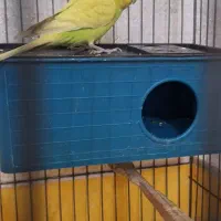 مرغ عشق / جفت|پرنده|قم, حاج خلیل|دیوار