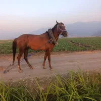 اسب