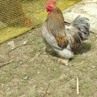 مرغ و‌خروس