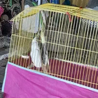 طوطی عروس|پرنده|شوشتر, |دیوار