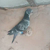 پلنگ‌سبز وحشی