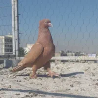 کبوتر|پرنده|شیراز, شریف‌آباد|دیوار