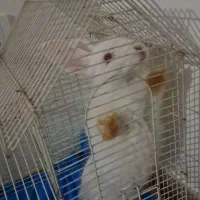 خرگوش بازیگوش