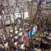 نهال سبز شده گلدانی بدون ردی