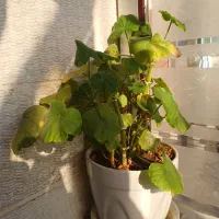 گل شمعدانی به همراه گلدان