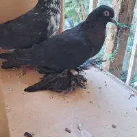 کبوتر پا پر