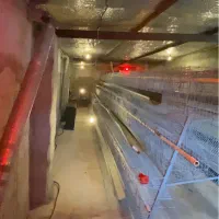 قفس منبری مرغ تخمگذار