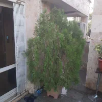 گل و درخچه متنوع به تعداد