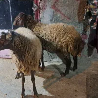 بره نر|حیوانات مزرعه|ازنا, |دیوار