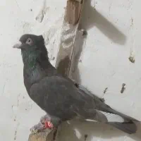 سرکه ای نر|پرنده|قزوین, |دیوار