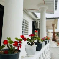 ویلای که حیاطش بوی،شمال میده تخفیف باور نکردنی