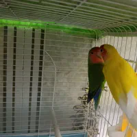 طوطی برزیلی|پرنده|سوسنگرد, |دیوار