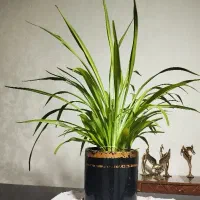 حراج200تومن