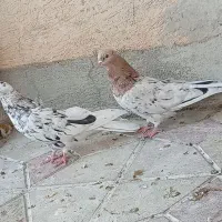 کبوتر|پرنده|شاهین دژ, |دیوار