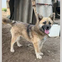 سگ گمشده|سگ|بهار, |دیوار