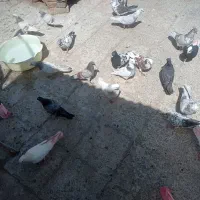 سلام کفتر یکجایی جفتی ۳۰۰