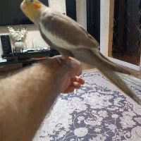 عروس هلندی نر دوماهه|پرنده|رشت, کوی مهر|دیوار