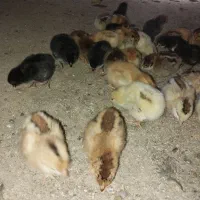 جوجه مرغ