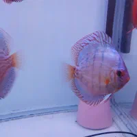 ماهی دیسکس  گرید خوب