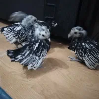 جوجه مینیاتوری|حیوانات مزرعه|کرج, حصارک بالا|دیوار