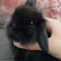 خرگوش لوپ کوچک و بزرگ