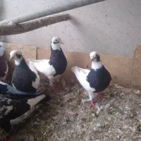 تعدادی کفتر عالی|پرنده|فیروزآباد (آذربایجان), |دیوار