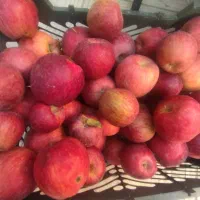 بازاریاب خانم در اهواز برای جذب مشتری عراقی (سیب)|استخدام بازاریابی و فروش|اهواز, ۲۰۰۰واحدی|دیوار