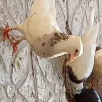 کبوتر گمشده اطراف شیر اول هر عزیزی