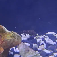 آکواریوم پلنت|ماهی|شاهرود, |دیوار