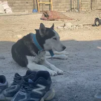 سگ هاسکی|سگ|ورامین, ورامین|دیوار