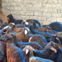 50راس نر داشتی|حیوانات مزرعه|زنجان, |دیوار