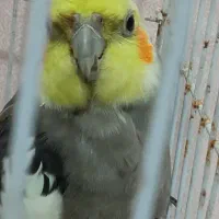 عروس هلندی معاوضه