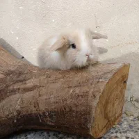 توله خرگوش لوپ اصیل