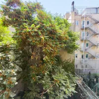 سهروردی شمالی ۱۲۰ متر ۲ خواب امکانات کامل|فروش آپارتمان|تهران, عباس‌آباد|دیوار