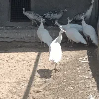 انواع نژاد طاووس|پرنده|تهران, دکتر هوشیار|دیوار