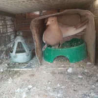 سینه ای|پرنده|زرند, |دیوار