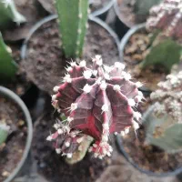 ژمینو ابلق اسم دار