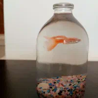 ماهی گوپی برای شب عید