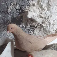 دوعددکبوتر