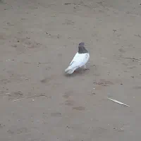 شوش|حیوانات|شوش, |دیوار