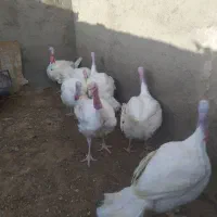 بوقلمون گوشتی