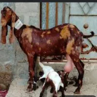 بز پلنگی