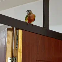 طوطی گرینچیک اهلی