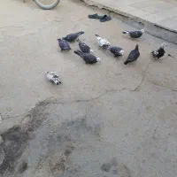 کبوتر  پلاکی بزک|پرنده|شیراز, گویم|دیوار