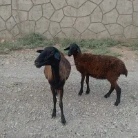 یه راس شیشک رومانوف با بره