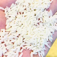 عرضه مستقیم برنج شمال- کشت دوم