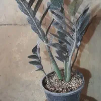 فروش زاموفیلیا گیاه مقاوم آپارتمانی