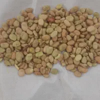 باقلا فروش فوری