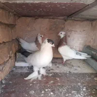 کفتر|پرنده|قم, نیروگاه|دیوار