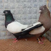 جفت کبوتر سینه ای